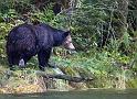 Grizzly on Shore